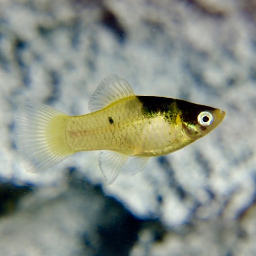 Xiphophorus maculatus - Platy bumblebee M